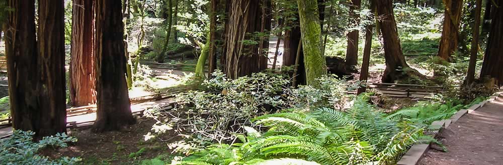 fences and trails winding throughout the woods